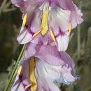 Image of Gladiolus bullatus Thunb. ex G. J. Lewis