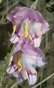 Imagem de Gladiolus bullatus Thunb. ex G. J. Lewis