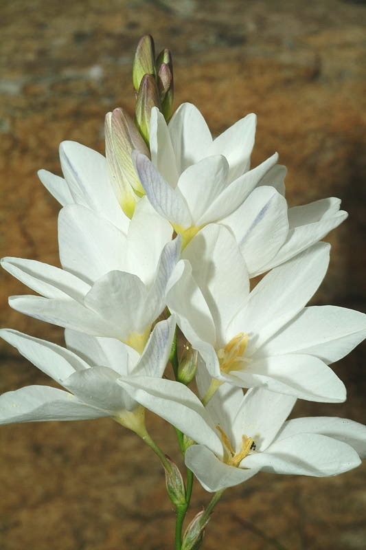 Image of white-and-yellow-flower cornlily