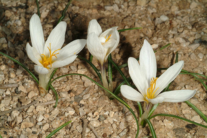 Image of Crocus aleppicus Baker