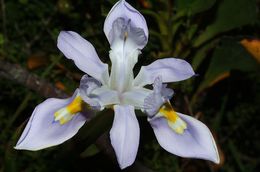 Image of blue-tulip