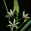 Ornithogalum narbonense L. resmi