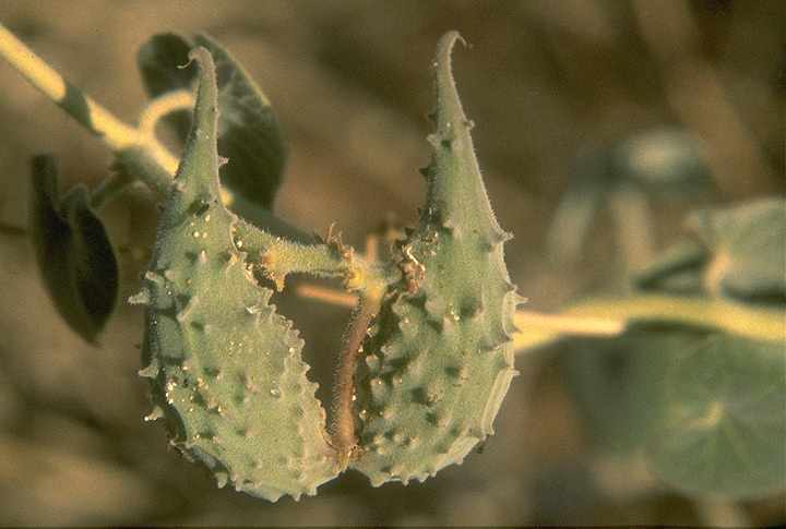 Image of Pergularia tomentosa L.