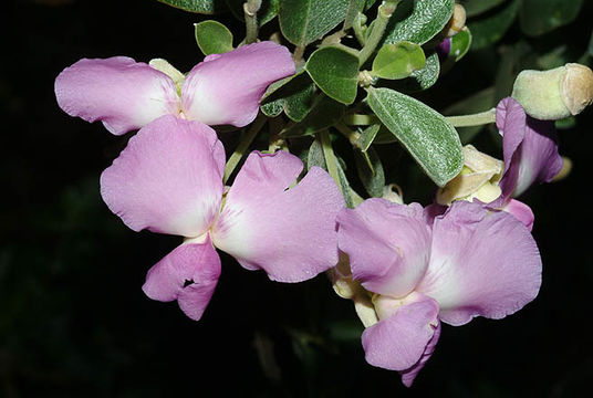 Image of Sweetpea bush