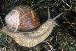 Image of Helix pomatia Linnaeus 1758