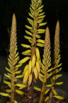 Image of Aloe vera (L.) Burm. fil.