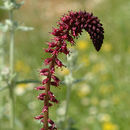 Image of Lysimachia atropurpurea L.