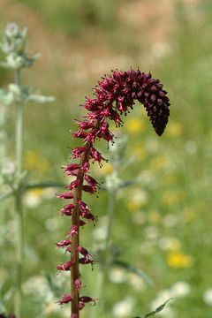 Image of Lysimachia atropurpurea L.