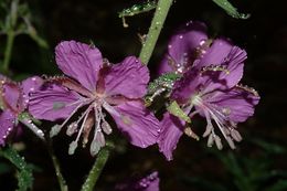 Imagem de Epilobium angustifolium L.