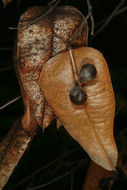 Image of Golden-rain tree