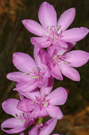 Слика од Watsonia marginata (L. fil.) Ker Gawl.