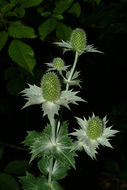 Eryngium giganteum M. Bieb. resmi