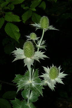 Image of giant sea holly