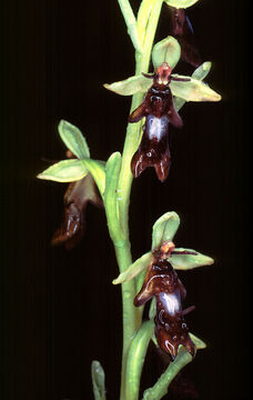 Image of Fly orchid