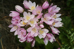 Image of Allium roseum L.