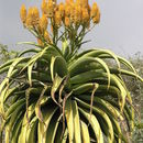 صورة Aloe thraskii Baker