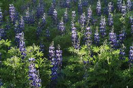 Plancia ëd Lupinus pilosus L.