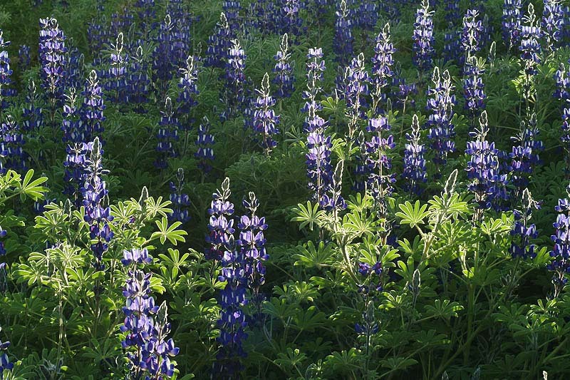 Plancia ëd Lupinus pilosus L.