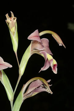 Image of Orchid-flowered Gladiolus