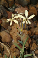 Image of Lapeirousia fabricii (D. Delaroche) Ker Gawl.