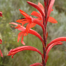 Image of <i>Watsonia vanderspuyiae</i>