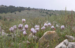 Image of Iris lortetii Barbey