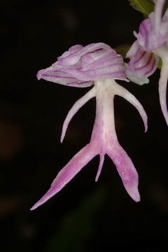 Image of Naked Man Orchid