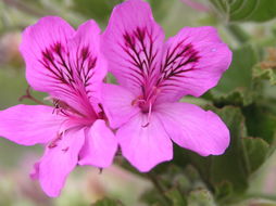 Слика од Pelargonium cucullatum (L.) L'Her.