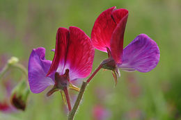 Image of Sweet Pea