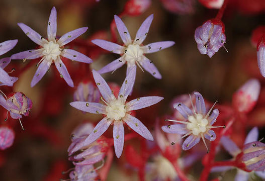 Image of Sedum caeruleum L.