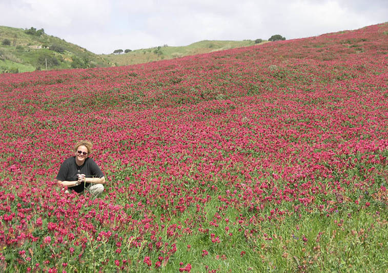 Plancia ëd Hedysarum coronarium L.