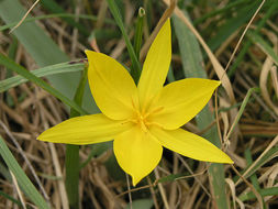 Image of Wild tulip