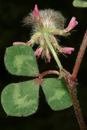 Plancia ëd Trifolium pauciflorum d'Urv.