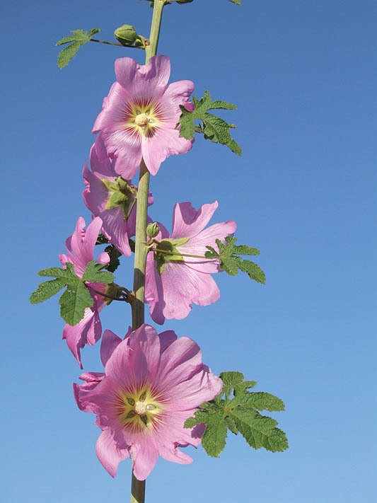 Image of Alcea dissecta (Baker) Zoh.