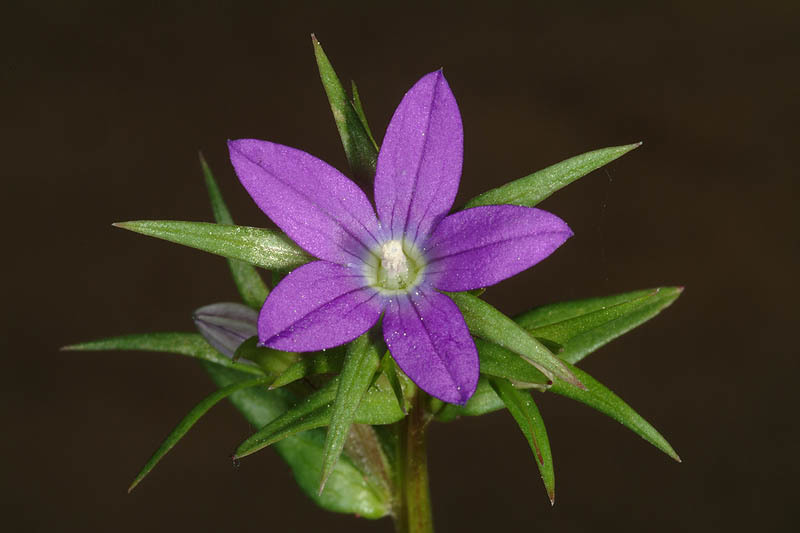 Image of Legousia falcata (Ten.) Fritsch ex Janch.