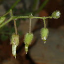 Image of Cerastium fragillimum Boiss.