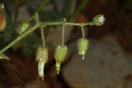 Image of Cerastium fragillimum Boiss.