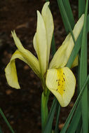 Image of Grant Duff's Iris