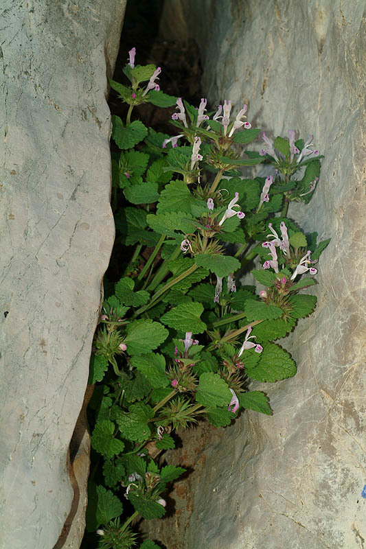 Plancia ëd Lamium garganicum L.