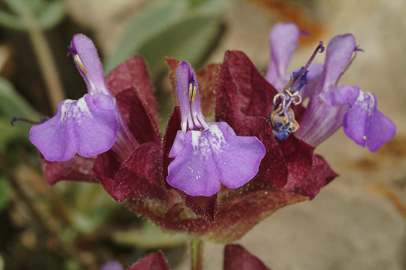 Imagem de Salvia multicaulis Vahl