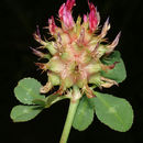 Image of Mediterranean clover