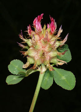 Слика од Trifolium spumosum L.