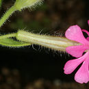 Image of Silene palaestina Boiss.