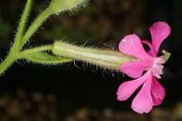 Image of Silene palaestina Boiss.