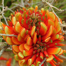 Image de Erythrina acanthocarpa E. Mey.