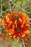 Image de Erythrina acanthocarpa E. Mey.