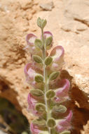 Image of Scutellaria utriculata Labill.