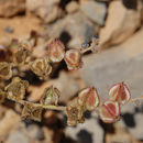 Image of <i>Paracaryum lithospermifolium</i>