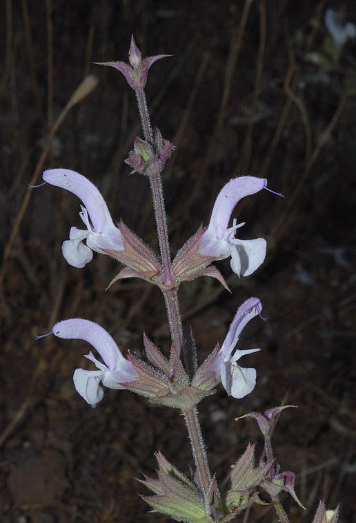 Image of Salvia palaestina Benth.