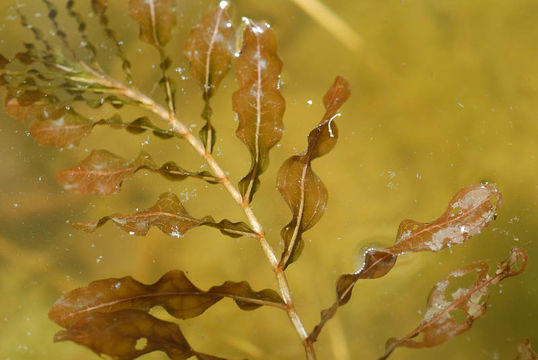 Image of Curled Pondweed